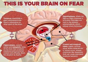 What happens while your brain experiences fear